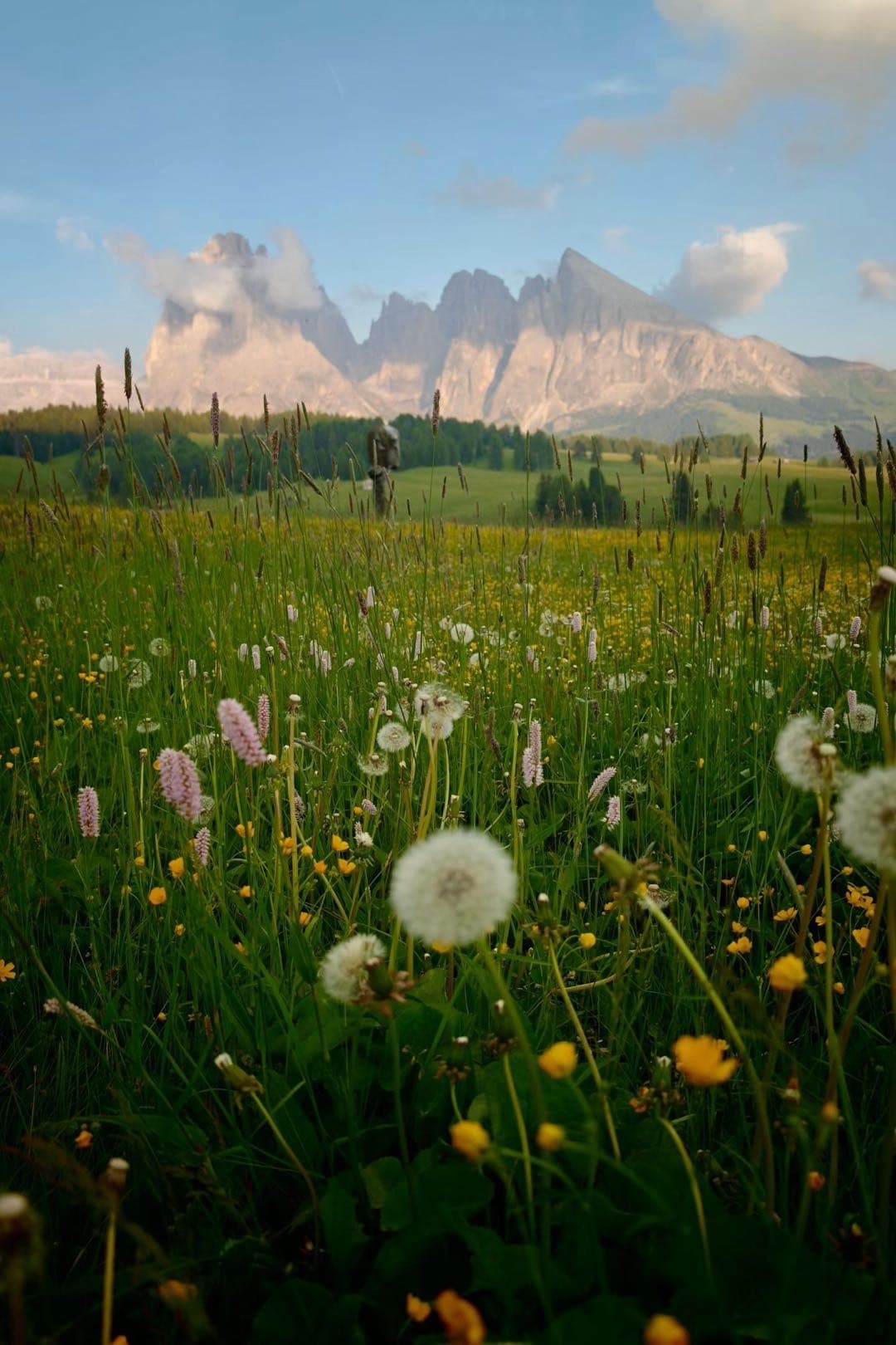 野花草甸前的多洛米蒂岩峰