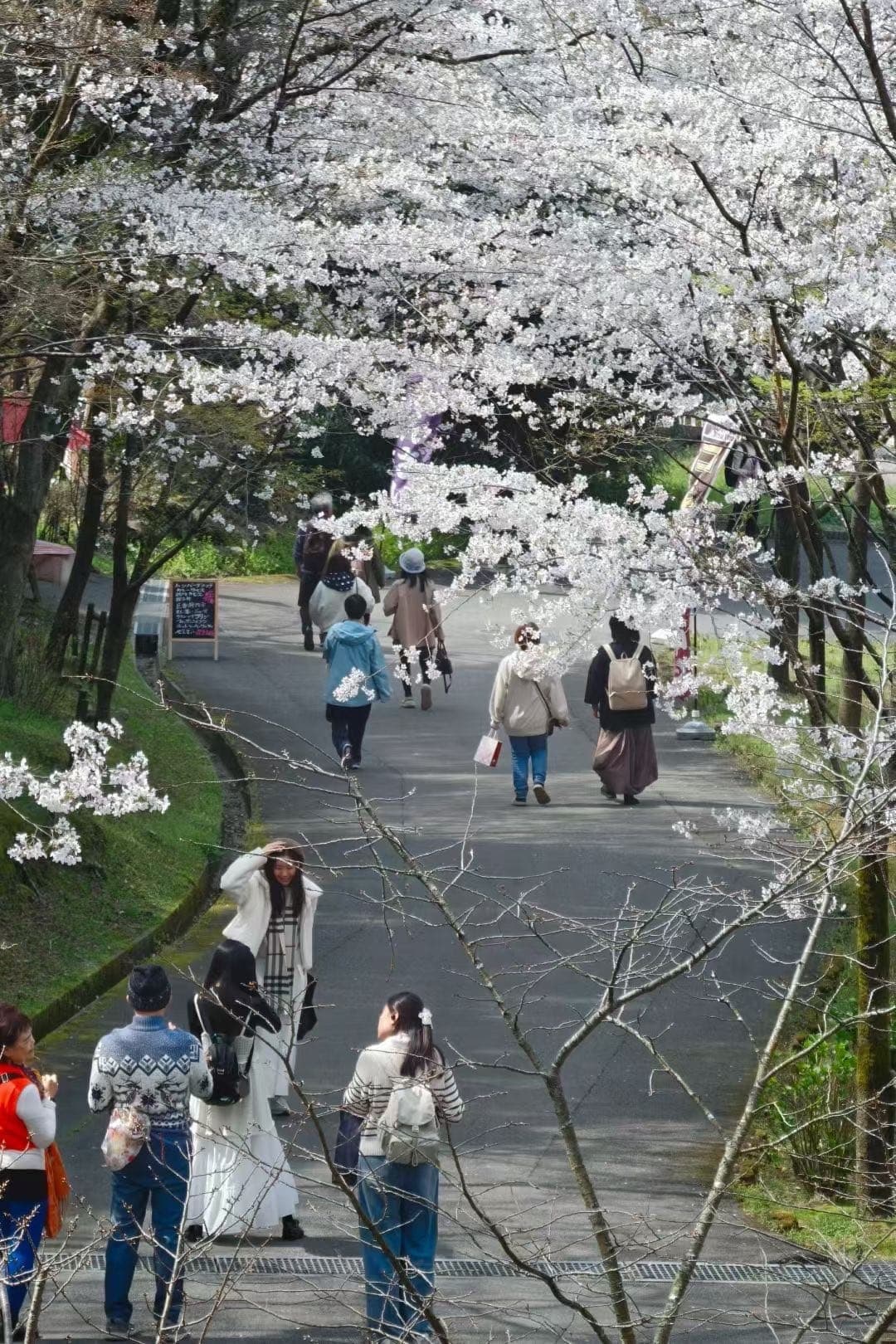 福冈公园坡道两侧樱花盛开，行人沿台阶上行