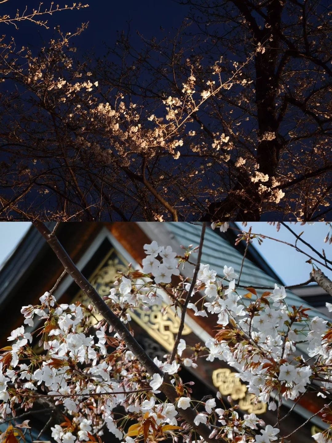 夜色里被灯光照亮的樱花枝