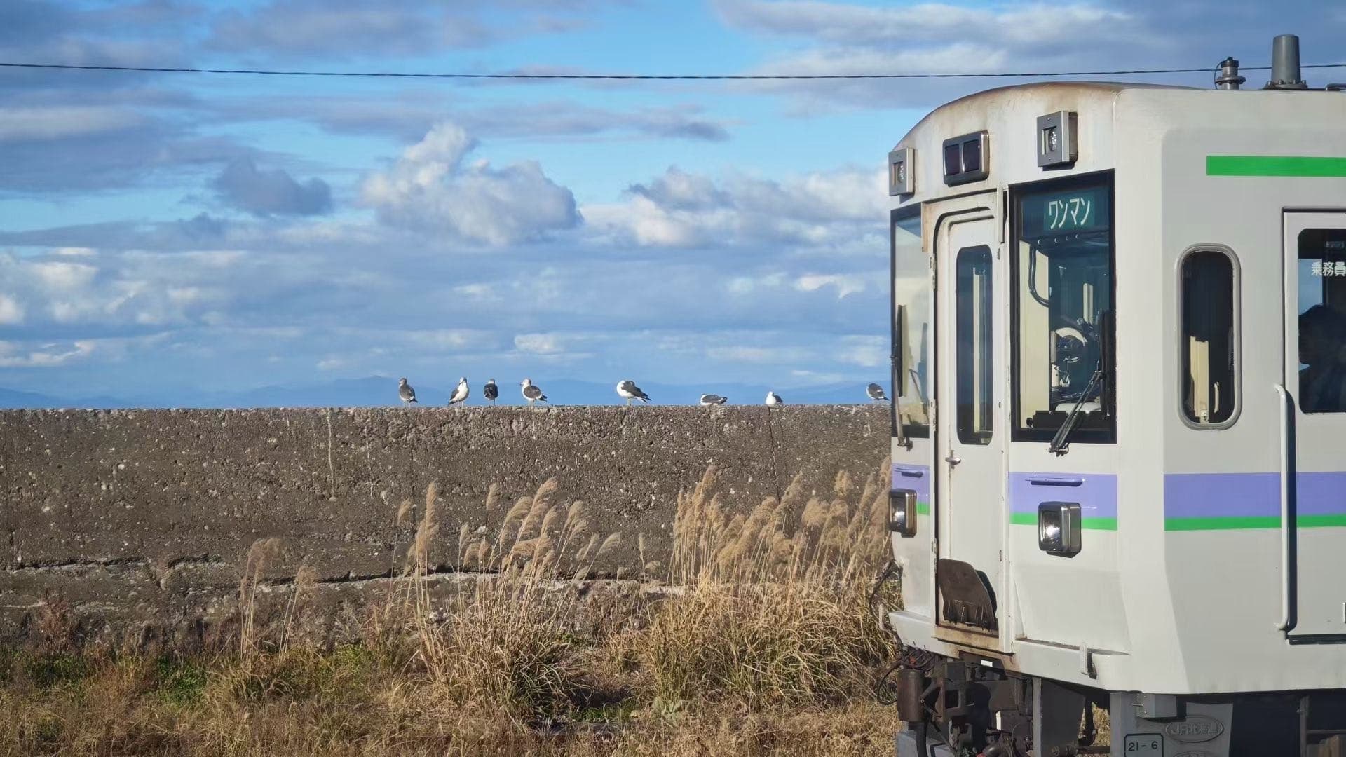北海道海边草地旁驶过一列白色列车
