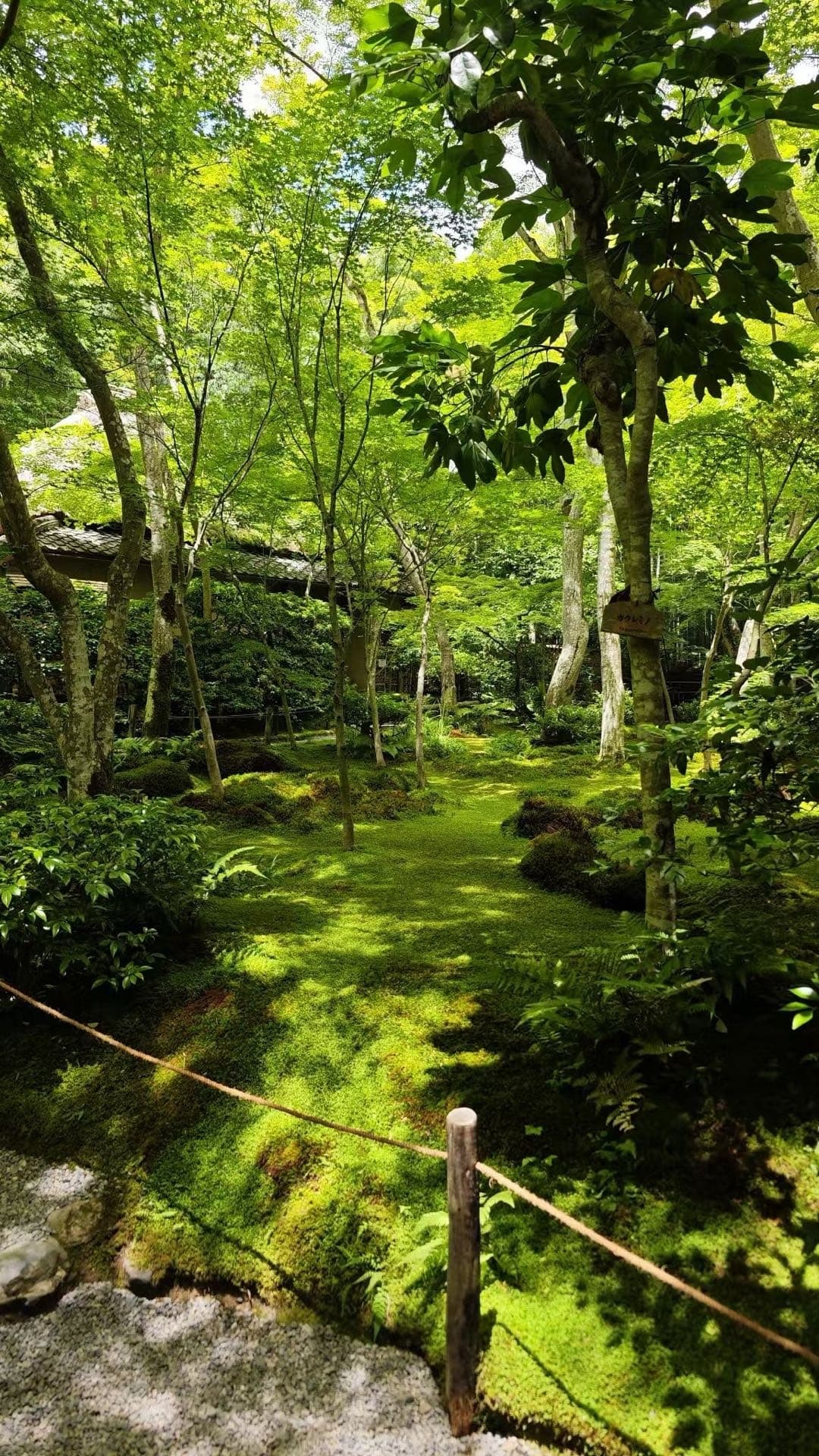 京都苔庭里阳光穿过绿色树叶