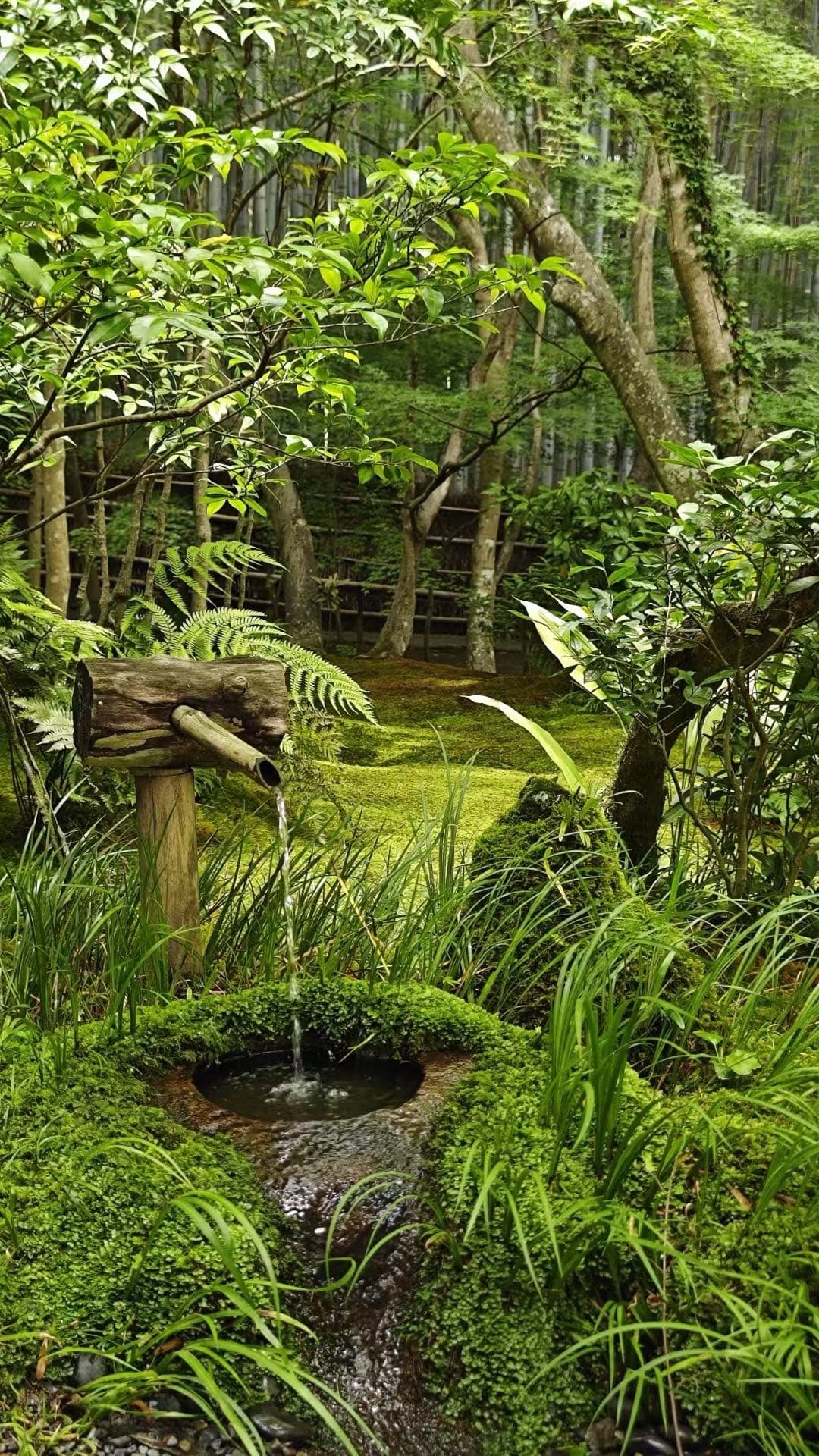 京都庭院水边的苔藓、草木和树根