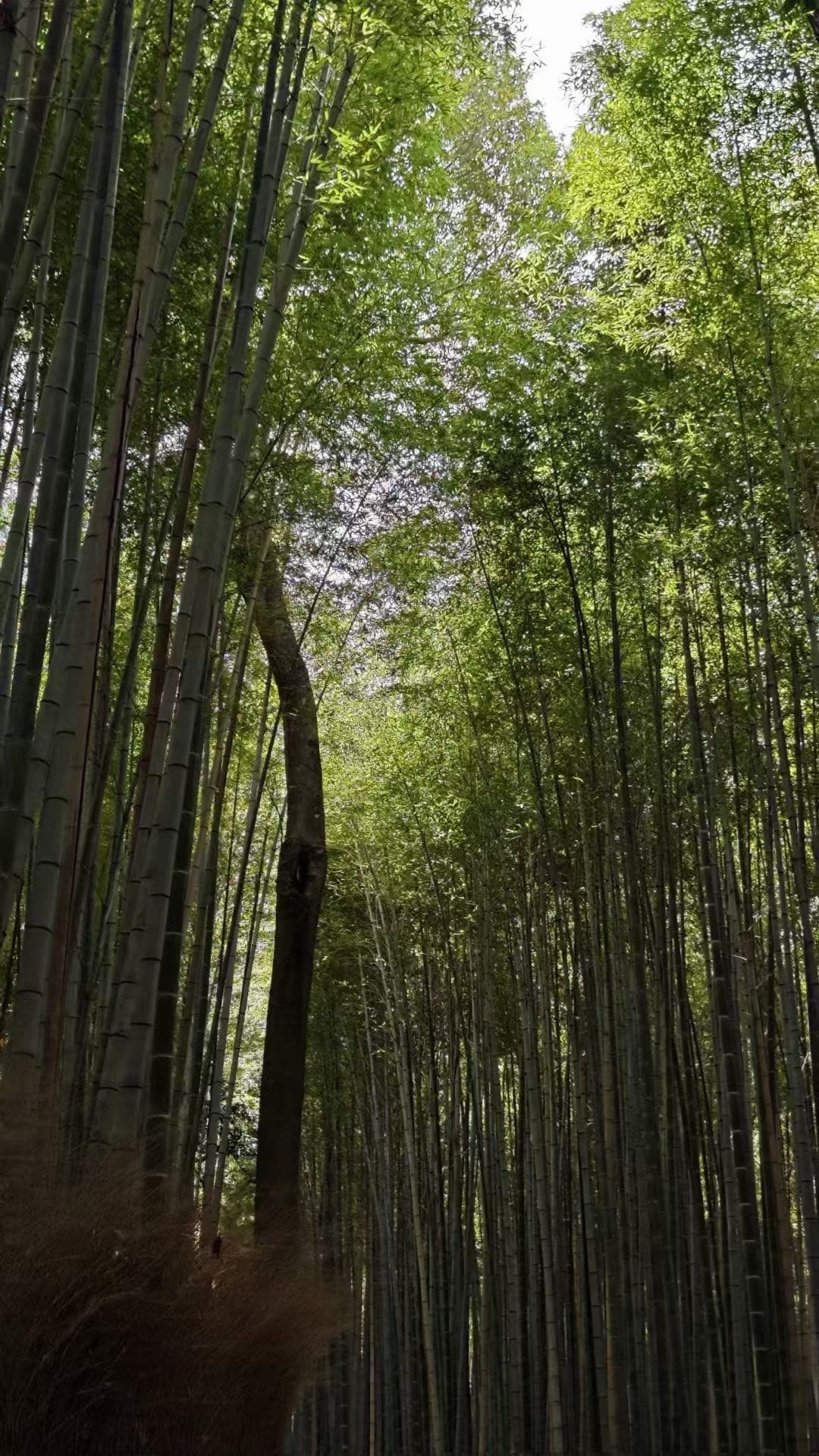 京都竹林小径里高耸的竹子遮住天空