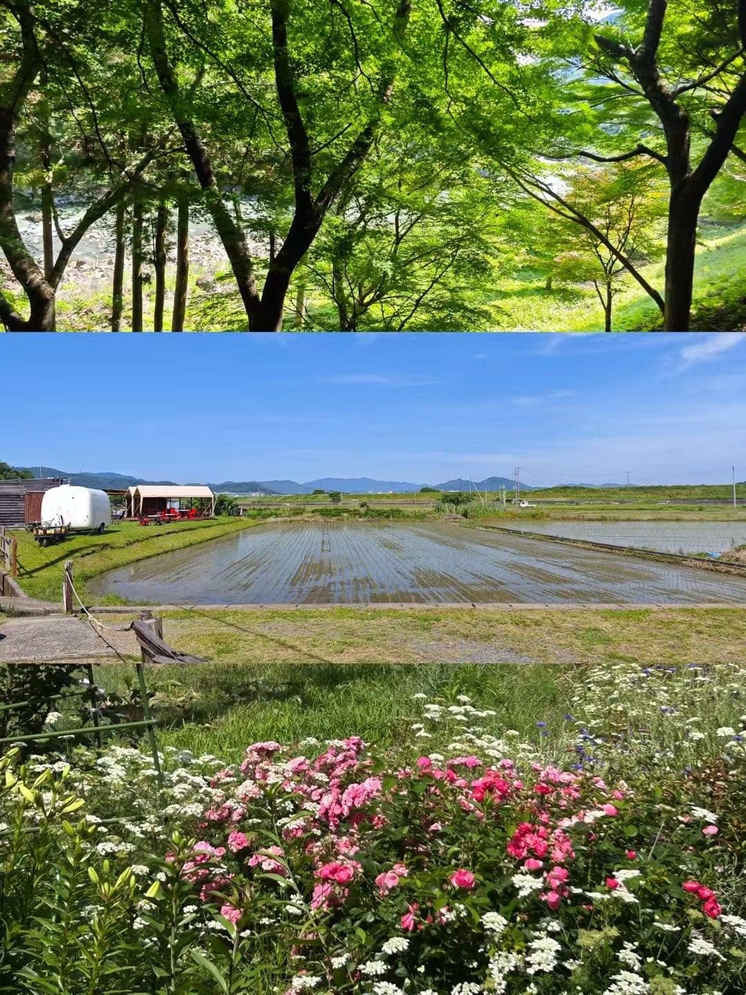 京都树荫河岸、田地和花丛的两张拼接