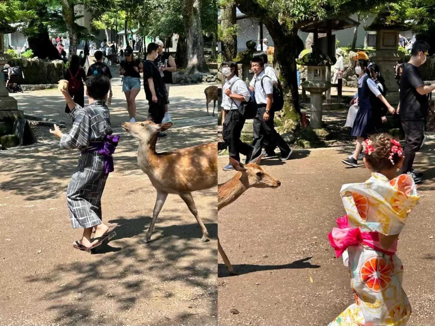 奈良公园里一只鹿走过游客和孩子身边