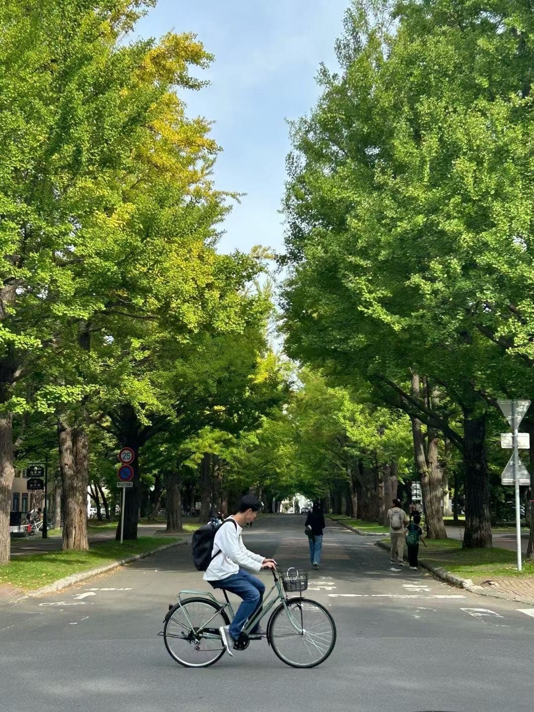 绿树成荫的札幌街道上有人骑自行车经过