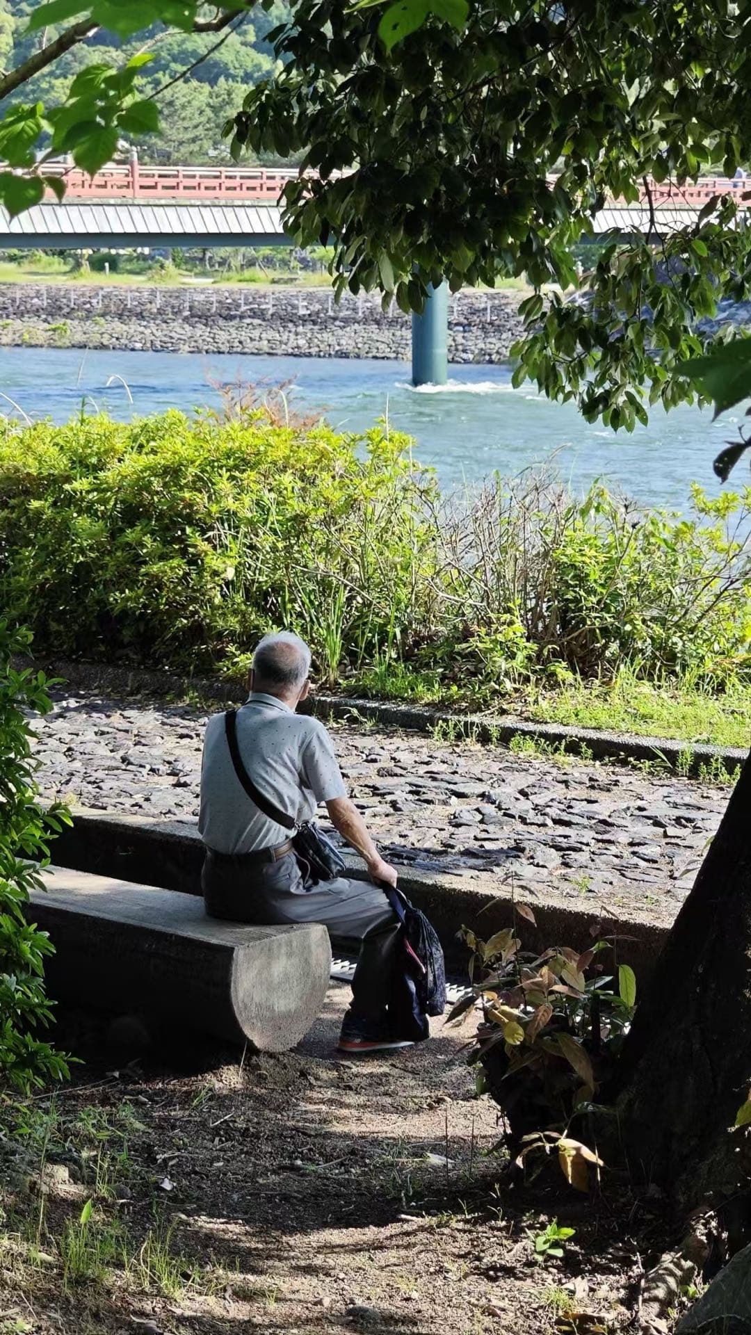 宇治川边树下长椅上有人休息，旁边有鸭子